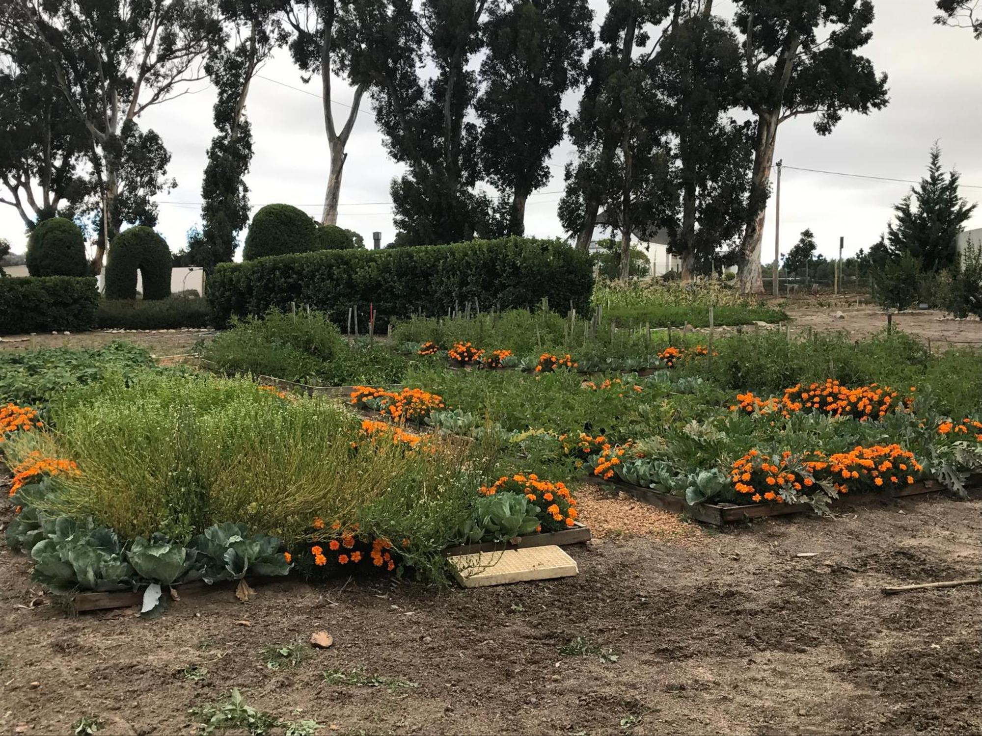 סטלנבוש In The Vine Country Manor Guesthouse מראה חיצוני תמונה