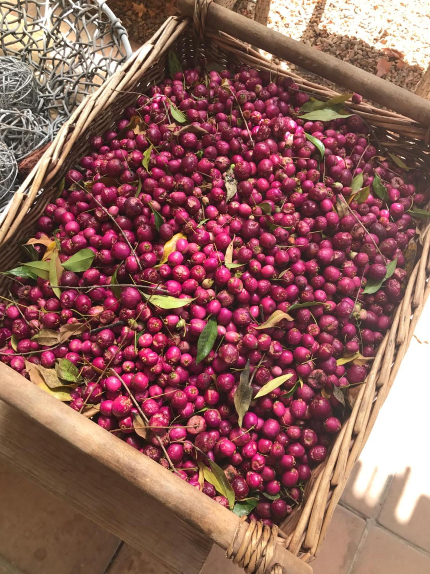 סטלנבוש In The Vine Country Manor Guesthouse מראה חיצוני תמונה